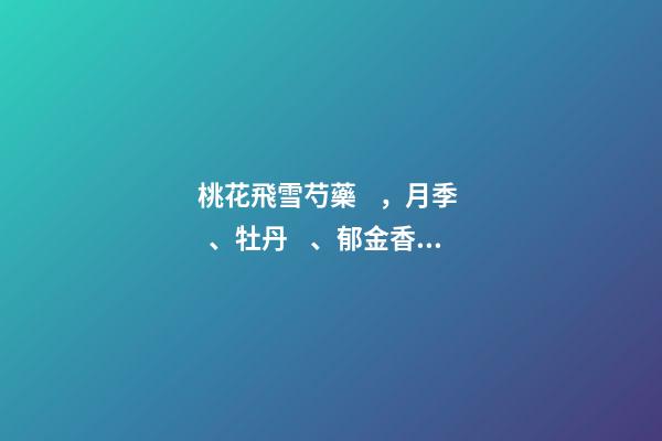 桃花飛雪芍藥，月季、牡丹、郁金香……在各色花海里遇見初戀般的浪漫-第1張-觀點(diǎn)-玄機(jī)派